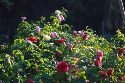 Chàng họa sĩ miền Trung tỉ mẩn chăm sóc vườn hồng rực rỡ rộng 1200m2 để lấy cảm hứng vẽ tranh