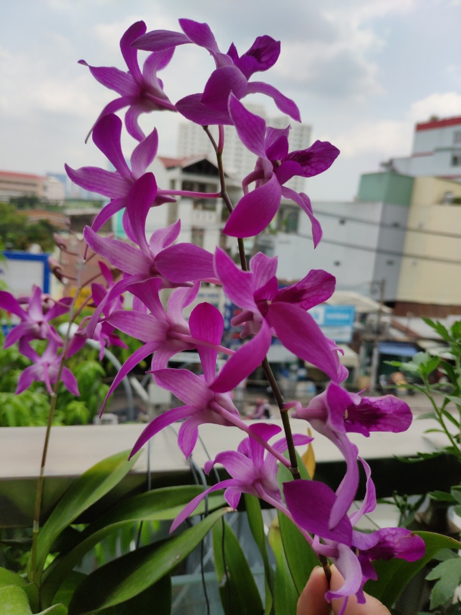 khu vuon tren cao du loai rau xanh qua sach ba ngoai ngay dem cham bon cho chau thuong thuc o sai gon