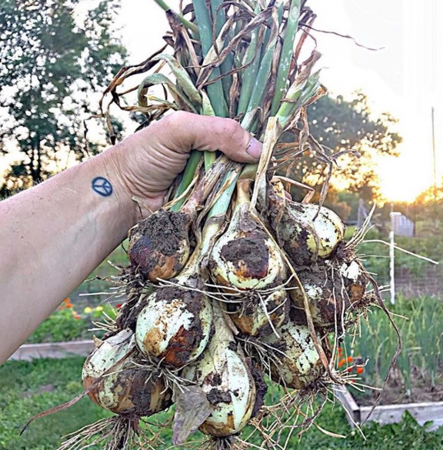 yeu thich khong khi trong lanh nu y ta cai tao dat ngoai o can coi thanh vuon rau xanh muot