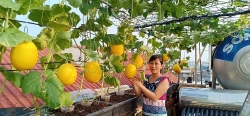 Bà mẹ Hà Nội mát tay trồng cả vườn dưa đủ loại phủ kín sân thượng 30m2