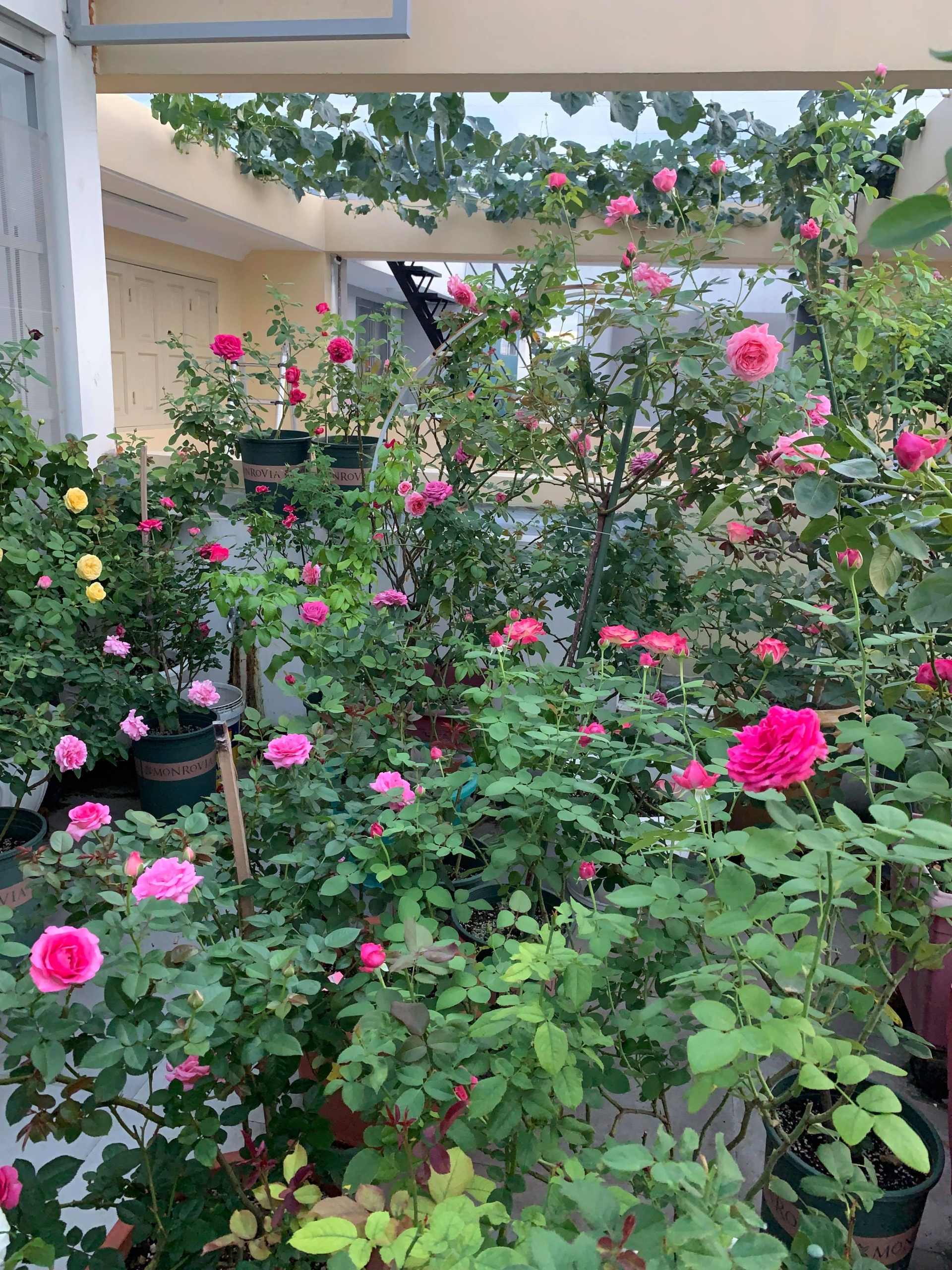 Trồng vườn hồng: Bạn có muốn tận hưởng trải nghiệm làm vườn với những cành hồng thơm ngát để tạo ra một vườn hoa thật đẹp toát lên nét thanh lịch tinh tế cho ngôi nhà của mình. Bạn sẽ không chỉ được thăng hoa cảm xúc mà còn đem lại vẻ đẹp và kiến trúc riêng độc đáo cho khu vườn của mình.