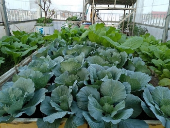 Sân thượng trồng rau xanh, nuôi gà sạch phục vụ bữa ăn hàng ngày của người phụ nữ đảm ở Hải Phòng