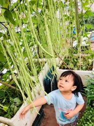Rau củ quả sai trĩu trên sân thượng 40m2 của bà mẹ ở Quảng Ninh