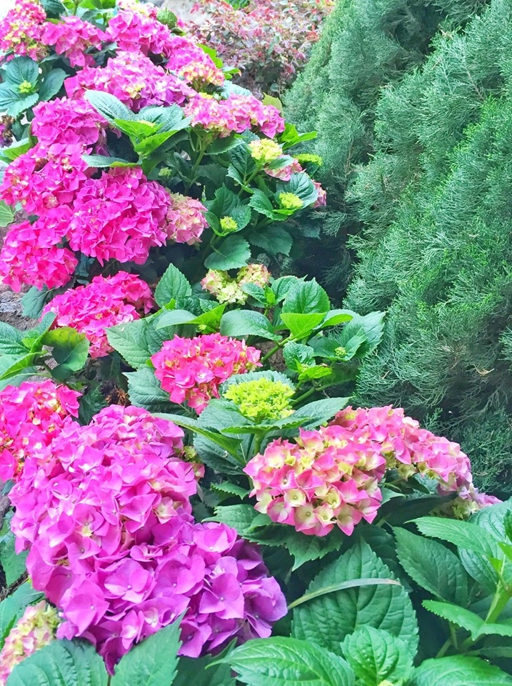 Người phụ nữ Việt ở Mỹ sống an yên trong ngôi nhà vườn có thảm hoa rực rỡ