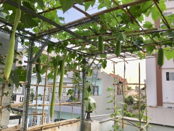 Cuộc sống thảnh thơi của người phụ nữ Sài Thành trồng đủ loại rau quả trên sân thượng 20m2