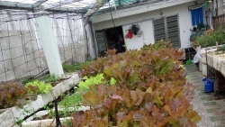 Sân thượng 80m2 trồng đủ loại rau xanh quả sạch theo phương pháp hữu cơ