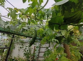 Khu vườn sân thượng trồng đủ loại rau quả mang lại cảm hứng cho hàng nghìn người