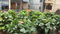 Gia đình Hà Nội trồng 14 tháp rau tươi tốt trên sân thượng