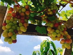 Đủ loại cây ăn quả xum xuê trái trên sân thượng của người phụ nữ đảm ở TP HCM