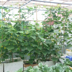 Anh kỹ sư điện tận dụng đồ tái chế trồng cả vườn rau tươi tốt trên sân thượng ở Hà Nội