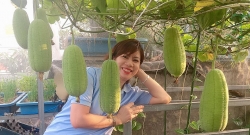 Vườn rau hữu cơ tốt tươi trên sân thượng của "nông dân thành thị" ở Hà Nội