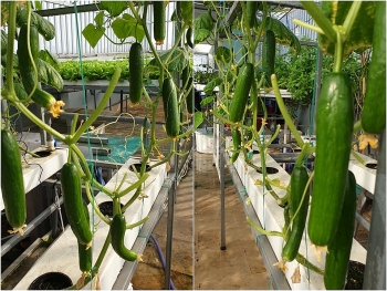 Đầu tư 80 triệu đồng, thu được kết quả bất ngờ khi trồng rau thủy canh trên sân thượng