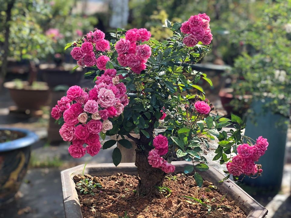 khu vuon voi nhung goc hong bonsai tri gia hang tram trieu o da lat