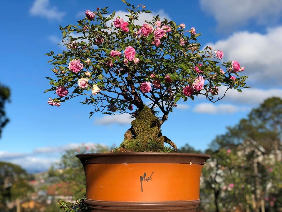 Khu vườn với những gốc hồng bonsai trị giá hàng trăm triệu ở Đà Lạt