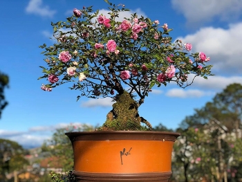 Khu vườn với những gốc hồng bonsai trị giá hàng trăm triệu ở Đà Lạt