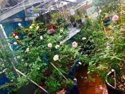 Sân thượng 80m2 chật kín rau quả, hoa hồng và gà sạch ở Sài Gòn