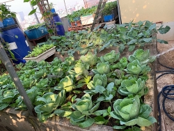 Vườn rau vụ đông tươi tốt trên sân thượng 50m2 của cô giáo mầm non Hà Nội