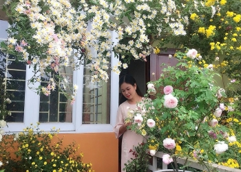 Ngắm những khóm cúc nở rộ bên hiên nhà của cô giáo ở Vĩnh Phúc