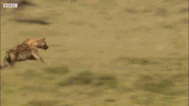 Video: Thú vị màn giao tranh giữa linh dương đầu bò và cả đàn linh cẩu máu lạnh