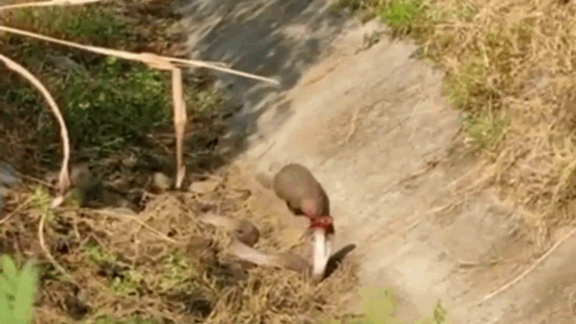 Video: Bị cầy mangut "đánh úp" từ phía sau rồi lôi đi xềnh xệch, rắn hổ mang bất ngờ "phản đòn"