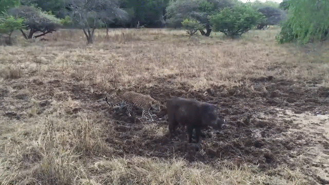 Video: Đang rình rập lợn rừng, báo hoa mai bất ngờ giật mình nhảy tót lên cây