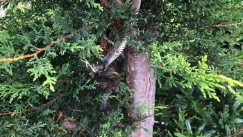 Video: Rắn hổ đu mình vắt vẻo trên cây bắt chim trong vườn khiến gia chủ kinh ngạc