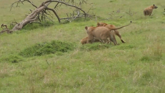 Video: Liều lĩnh xông vào cướp mồi của sư tử, linh cẩu háu đói bị dạy cho bài học "tởn tới già"