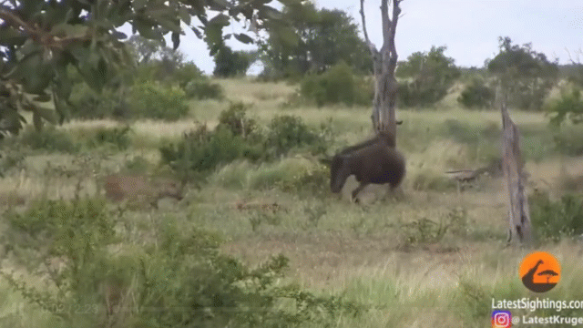 video linh duong me xa than de bao ve con