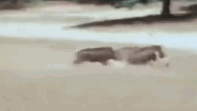 video bi lon rung phan cong bao hoa mai chay re dat de bao toan mang song