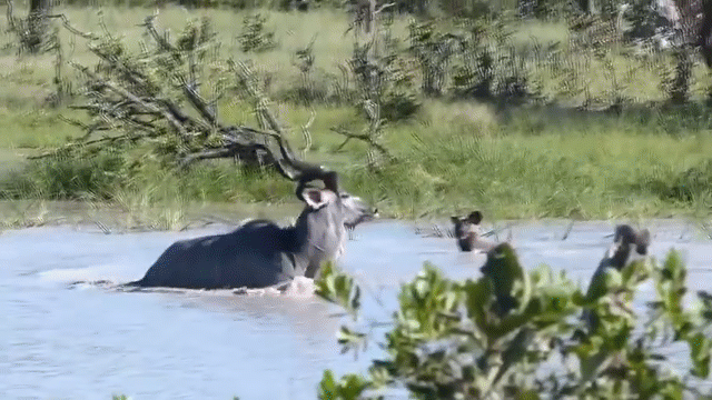 Video: Hùng hổ dàn trận săn linh dương, chó hoang bị "con mồi" tung cú đá trời giáng
