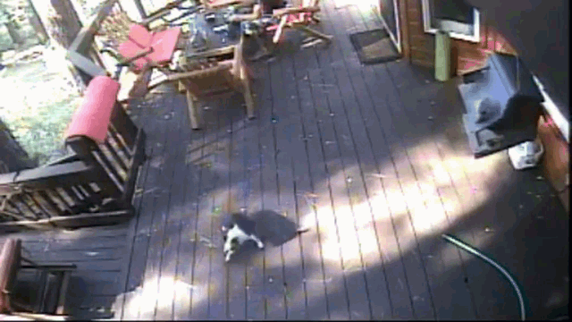 Video: Sói liều lĩnh tấn công chó nhà ngay trước mặt chủ