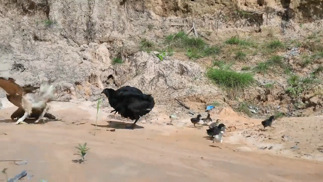Video: Đại bàng vồ trượt gà con, bị gà mái mẹ lao tới mổ cho tơi bời