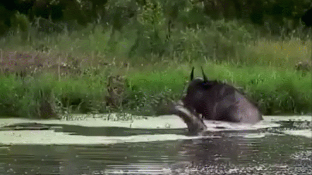 Video: Bị cá sấu cắn chặt đầu, linh dương vẫn có màn thoát thân khó tin