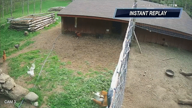 video thu vi canh dan ga lien thu danh duoi cao gia