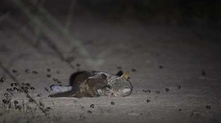Video: Màn "huyết chiến" giữa cầy Mangut và mèo rừng
