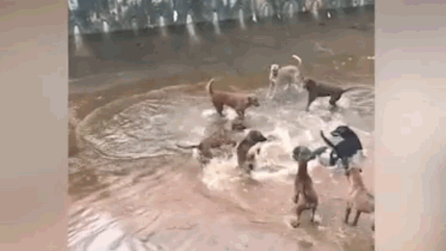 Video: Rái cá đơn độc tử chiến bầy chó dữ và cái kết