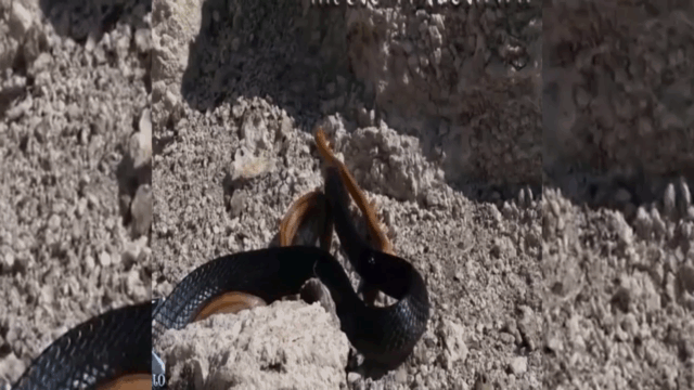 Video: Rắn mamba đen háu đói vật vã nuốt chửng rắn nâu
