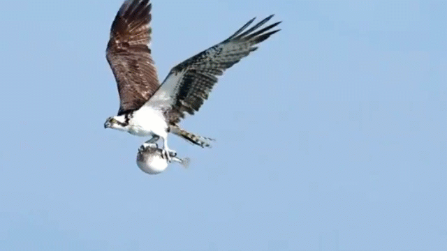 Video: Cận cảnh chim ưng quắp cá nóc tròn ung ủng, dang sải cánh trên trời