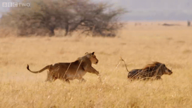 Video: Đuổi lợn rừng đến bở hai tai, sư tử "đắng lòng" bỏ cuộc