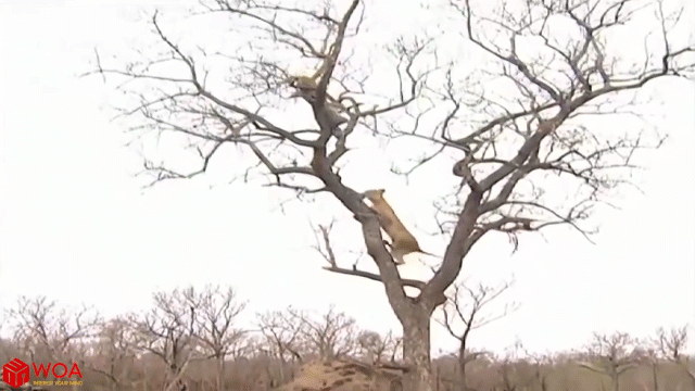 Video: Thấy báo đốm tha mồi lên cây, sư tử trèo tót lên "kiếm miếng" nhưng bất thành