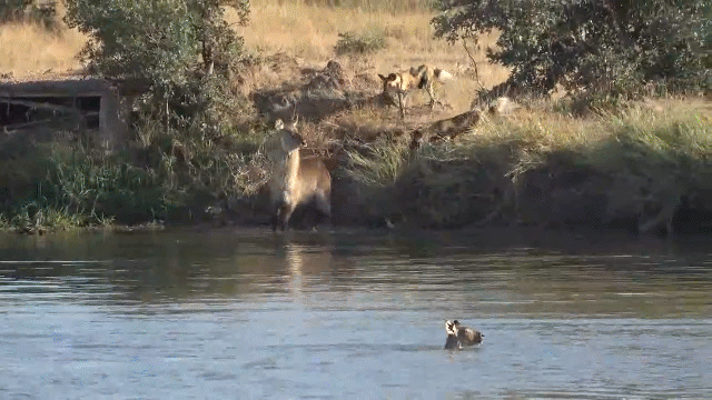 Video: Rơi vào thế gọng kìm của chó hoang và hà mã, mẹ con linh dương tạo kỳ tích khó tin