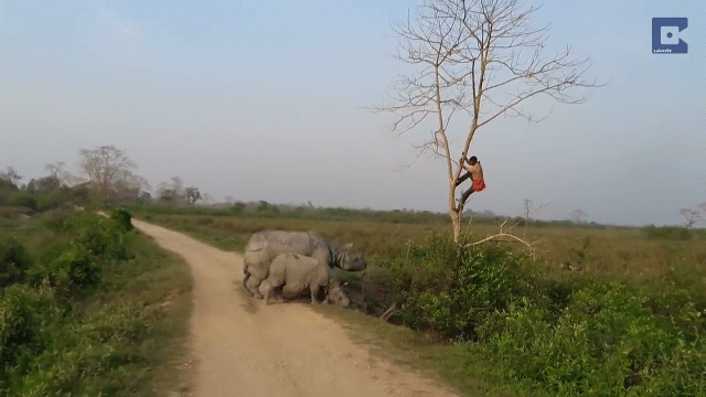 Video: Bị tê giác dọa, người đàn ông sợ hãi leo tót lên cây để giữ mạng