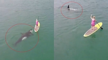 Video: Thú vị cảnh bầy cá voi sát thủ bơi ngay dưới người chèo ván