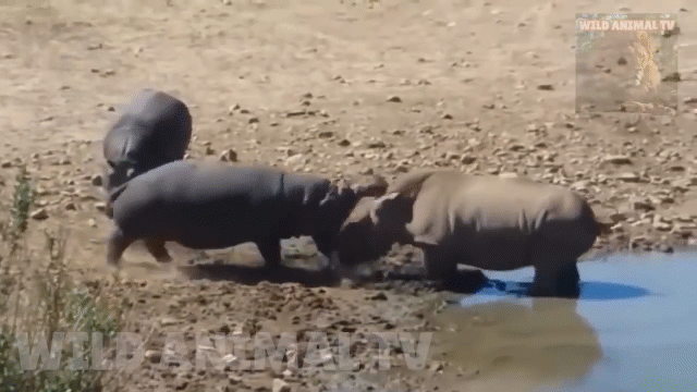 Video: Xâm phạm lãnh thổ, tê giác bị hà mã nổi điên đánh cho cắm mặt xuống bùn