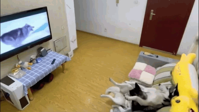 Video: Đang nằm thảnh thơi hưởng thụ, chó Husky bỗng bật dậy tắt vội tivi vì phát hiện 'sen' về