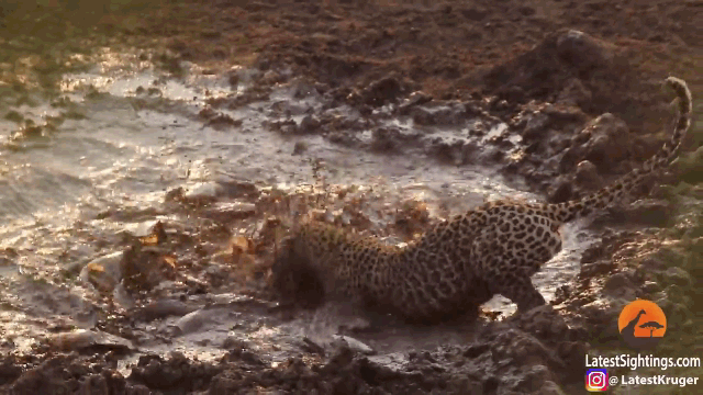 Video: Báo đốm hì hụi vục mặt xuống bùn để bắt cá trê