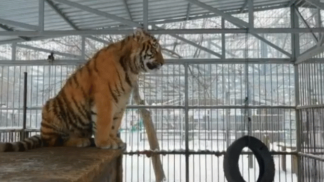 Kỳ lạ con hổ Siberia cất tiếng hót véo von như chim