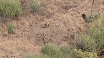 video dinh toi xu gau ho bat ngo bi doa chay thuc mang