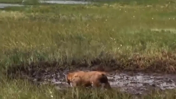 Video: Liều lĩnh vật lộn với nhím trong sình lầy, chó nhà nhận kết cục cay đắng