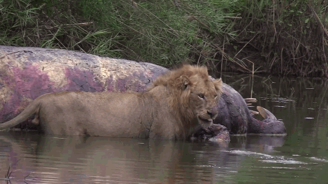 Video: Đang ăn thịt hà mã, sư tử bất ngờ bỏ chạy trối chết vì bị cá sấu "đánh úp"